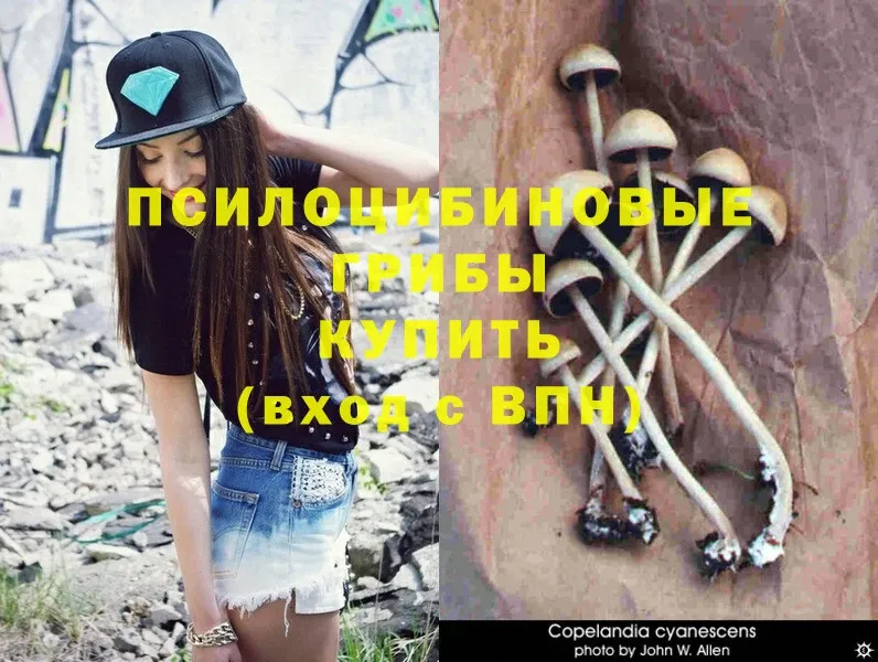 Псилоцибиновые грибы Psilocybe  где купить   Дмитров 